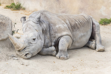 Fototapeta premium White rhinoceros calm and relaxed, Ceratotherium simum