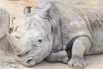Fototapeta premium White rhinoceros calm and relaxed, Ceratotherium simum