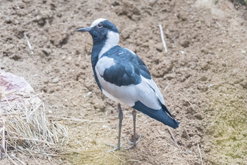 Blacksmith Lapwing watching something closely, Charadriidae