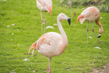 Group of flamingos in a prairie, Phoenicopterus chilensis