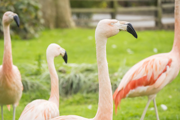 Group of flamingos in a prairie, Phoenicopterus chilensis