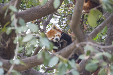Red panda sleeping on the branches of a tree, Ailurus fulgens