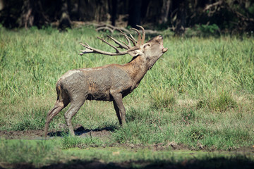 Red deer roaring 