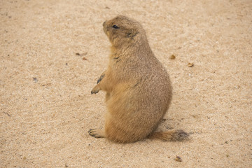 Black-Tailed prairie dog sitting on the sand, Cynomys ludovicianus
