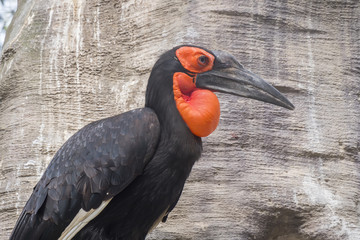 Hornbill southern ground in a tree, Bucorvus leadbeateri
