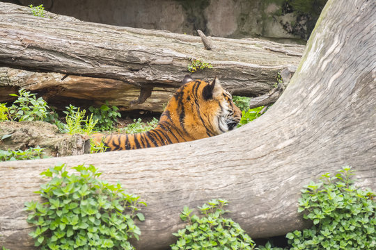Tiger sleeping between two trunks, Panthera tigris