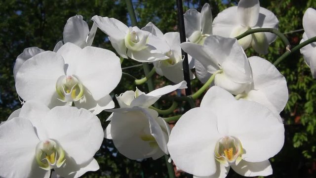 Beautiful Orchid flowers blooming in the garden.
