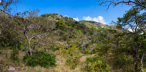 View of the mountain thicket