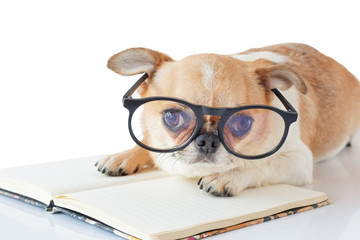 Chihuahua dog wear eyeglasses sleeping on notebook on working table white isolated background.	