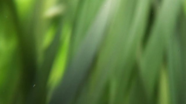 Low angle point of view shot with camera moving through green spring grass as if small animal would run through grassy field