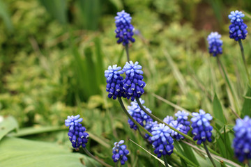 Blue flowers on a green glade