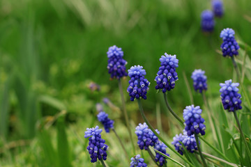 Blue flowers on a green glade