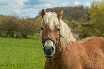 Pony auf einer Wiese