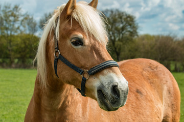 Pferd auf der Weide