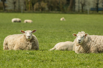 Schafe liegend auf der Weide