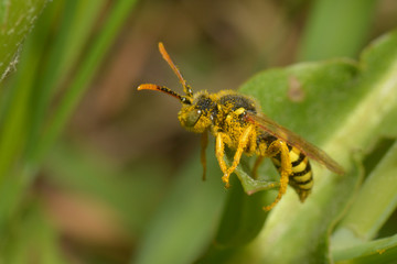Französische Feldwespe
