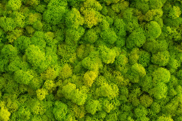 Fototapety  Tło mchu wykonane z porostów reniferów Cladonia rangiferina, omszały tekstury wiosna zielony.