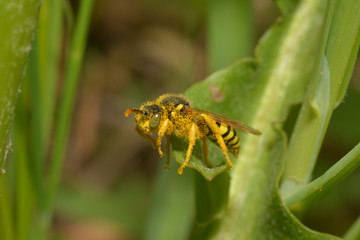 Französische Feldwespe
