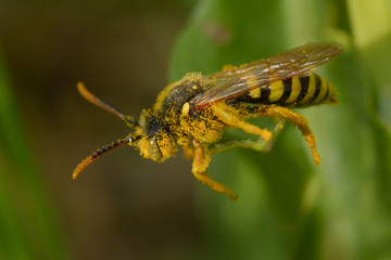 Französische Feldwespe