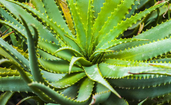 Aloe vera plants, tropical green plants tolerate hot weather. aloe