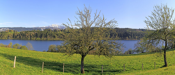 Fr&uuml;hling - Allg&auml;u - Niedersonthofen - See - Obstb&auml;ume - Bl&uuml;hen - L&ouml;wenzahn - Kempten