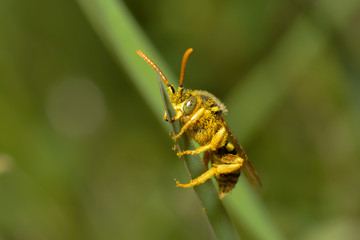 Französische Feldwespe