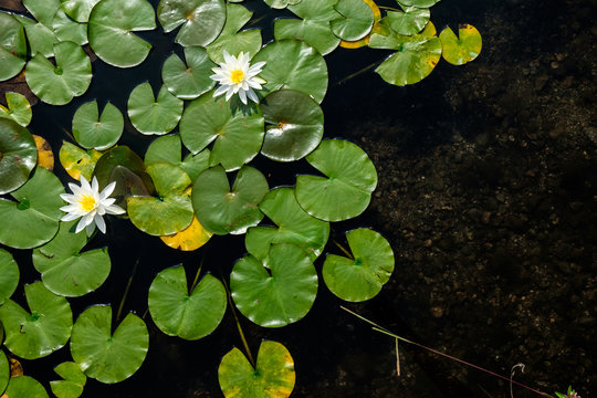 Top view of water lilies with white flowers in a pond in Japan