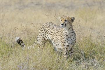 Cheetah (Acinonyx jubatus) in the grassland, Serengeti national park, Tanzania.