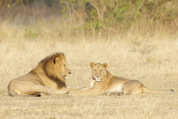 Fototapeta na wymiar Lion and Lioness (Panthera leo) in Serengeti National Park in Tanzania,