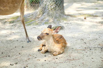 Sika deer (cervus nippon) cub next to his mother in Nara, Japan