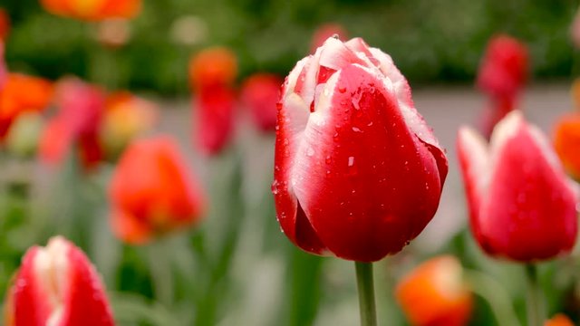 Beautiful bouquet of red tulips. Tulips in spring. Close up. The camera moves back on the slider. Color correction.
