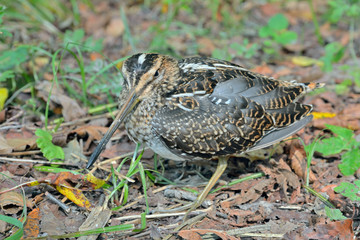 Snipe 3