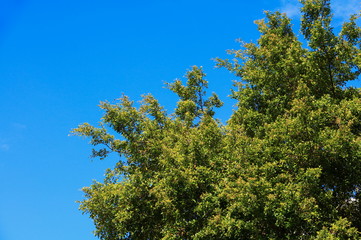 branch and leaf of tree beautiful in the forest on blue sky background bottom view. concept world environment day (Stop destroy the forest)