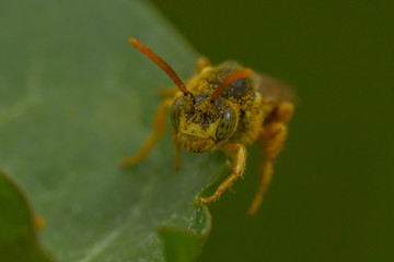 Französische Feldwespe