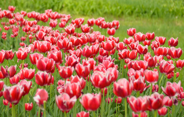 Tulip. Fresh red tulips Glade. Field with red tulips . Red tulips background. Group of red tulips in the park. Spring landscape. Tulip background. Beautiful bouquet of tulips.