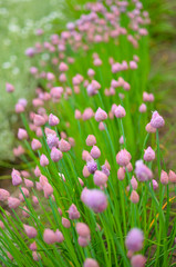 buds of purple flowers field in background