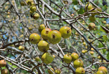Wild pears 3