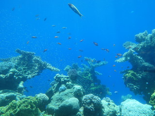 Naklejka na ściany i meble coral underwater sea blue reef