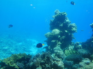 Fototapeta na wymiar coral underwater sea blue reef