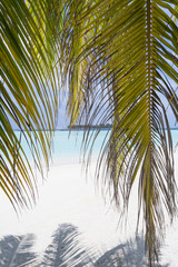 Tropical sand beach, palms and blue sky 