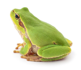 Green frog isolated.