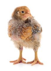 Small brown chicken.