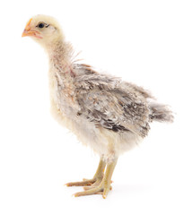 Small gray chicken.