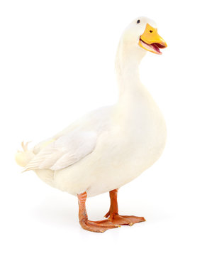 Duck on white.