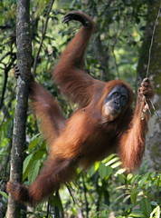 Young female orangutan in the jungle of northern Sumatra