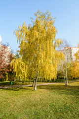 Fototapeta premium Autumn tree