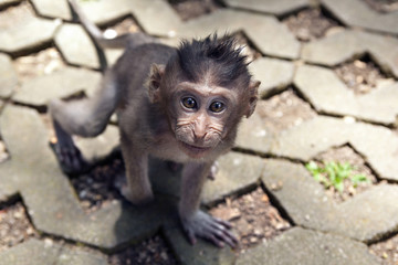 cub of gray macaque on a road in the monkey forest in Bali