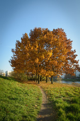 Autumn tree
