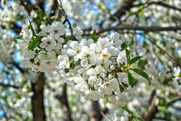 Closeup of white cherry blossoms