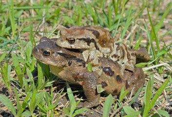 Toads (Bufo gargarizans) 3